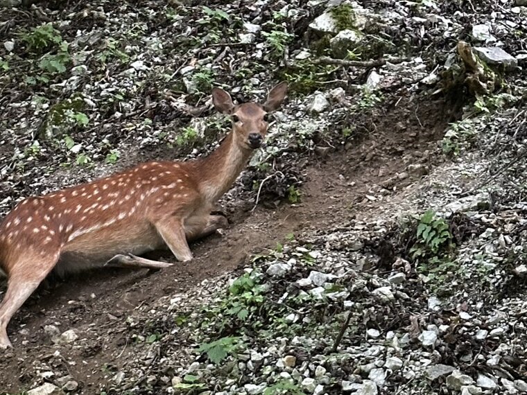 山の斜面からこちらを見る鹿