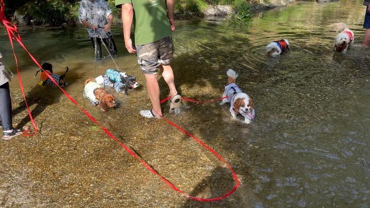 川で遊ぶ犬たち（オーナーのInstagramより）
